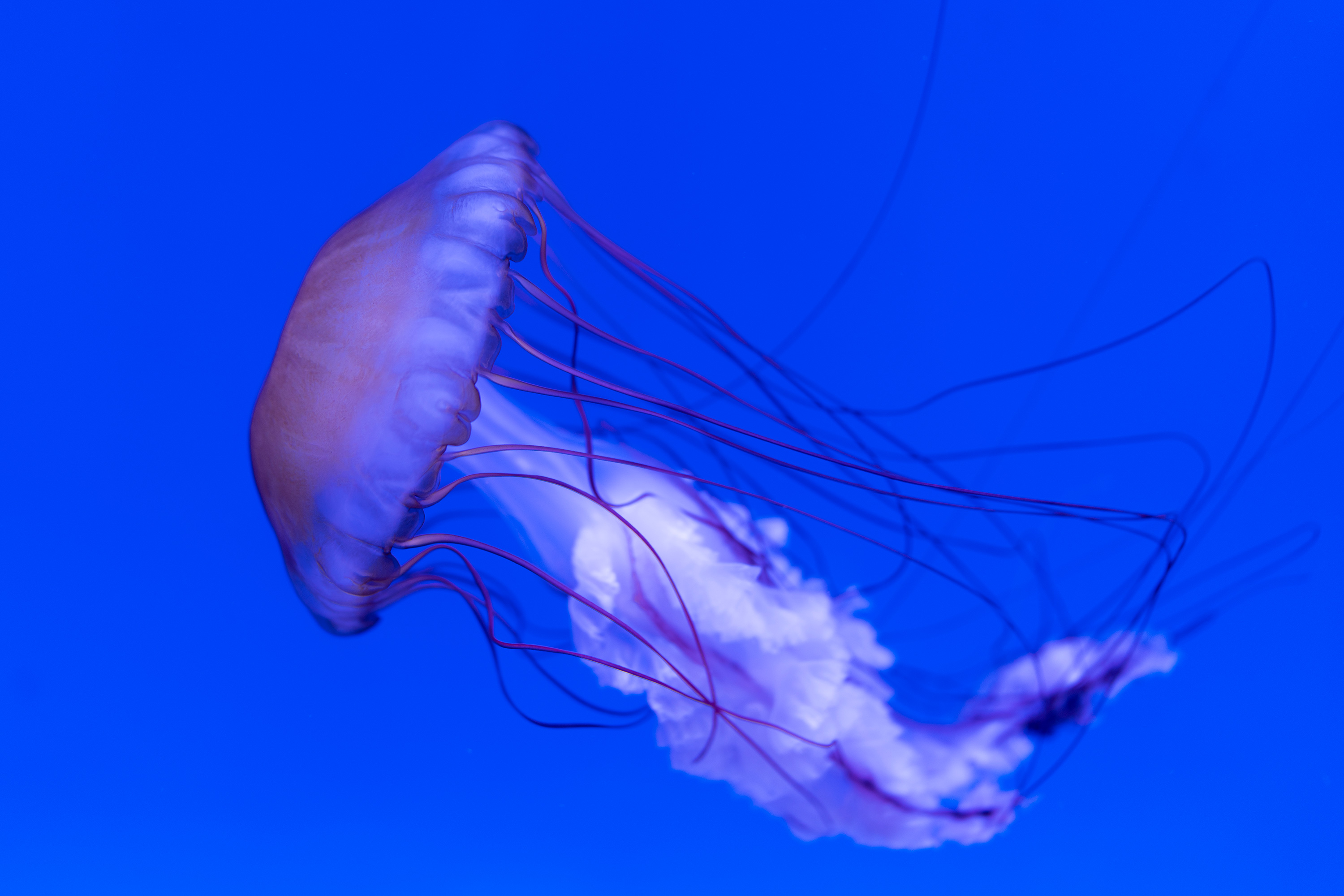 Jellyfish