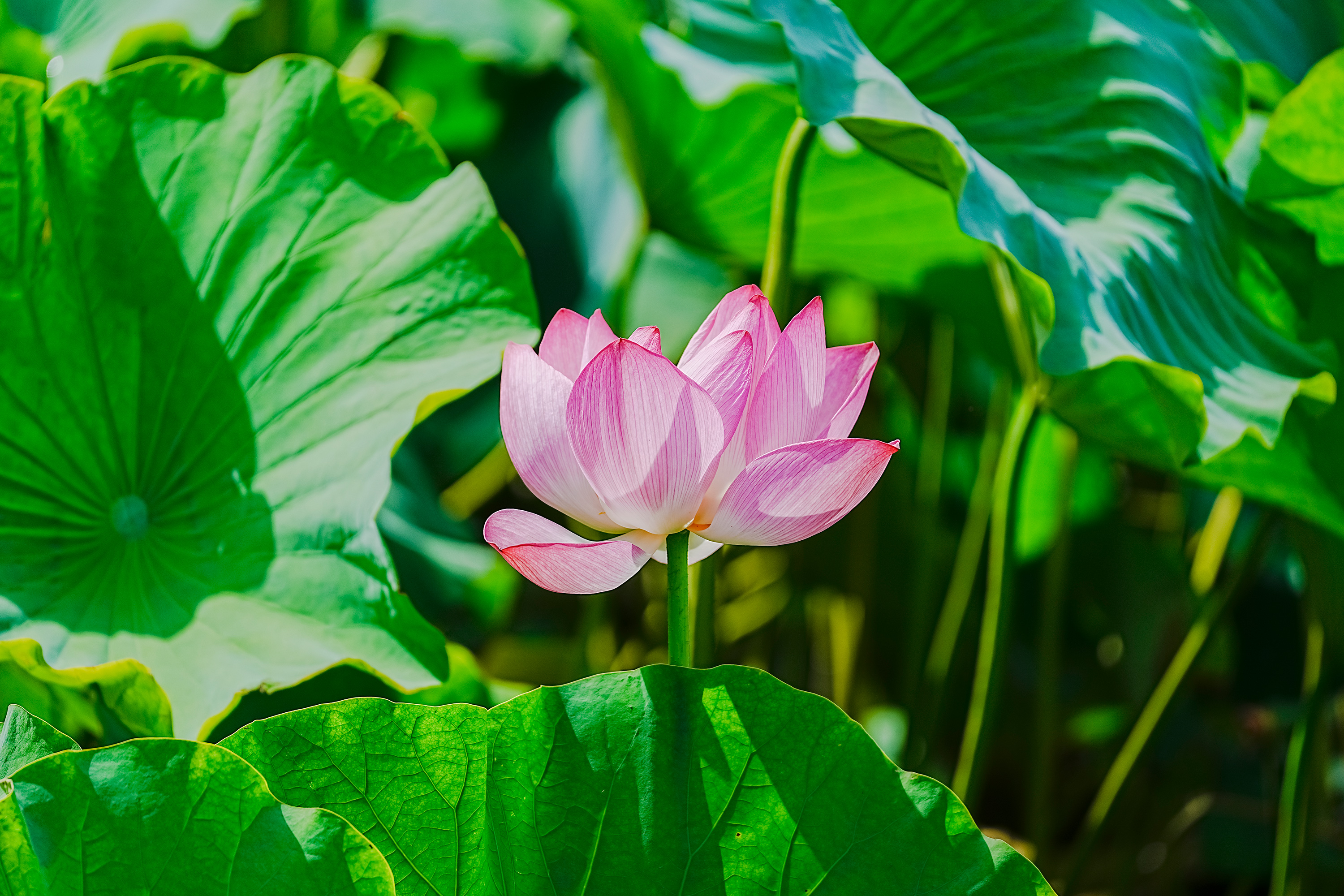 那荷