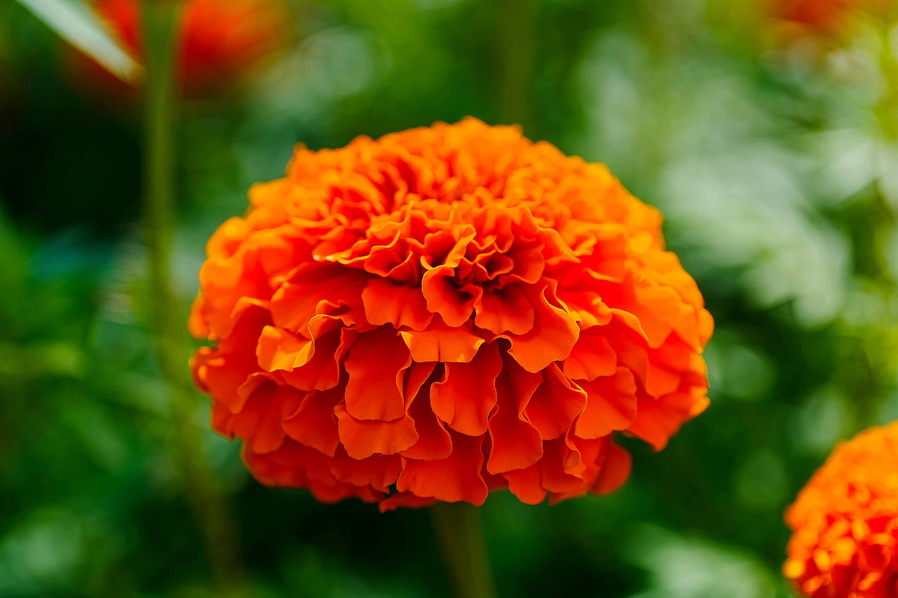 那菊